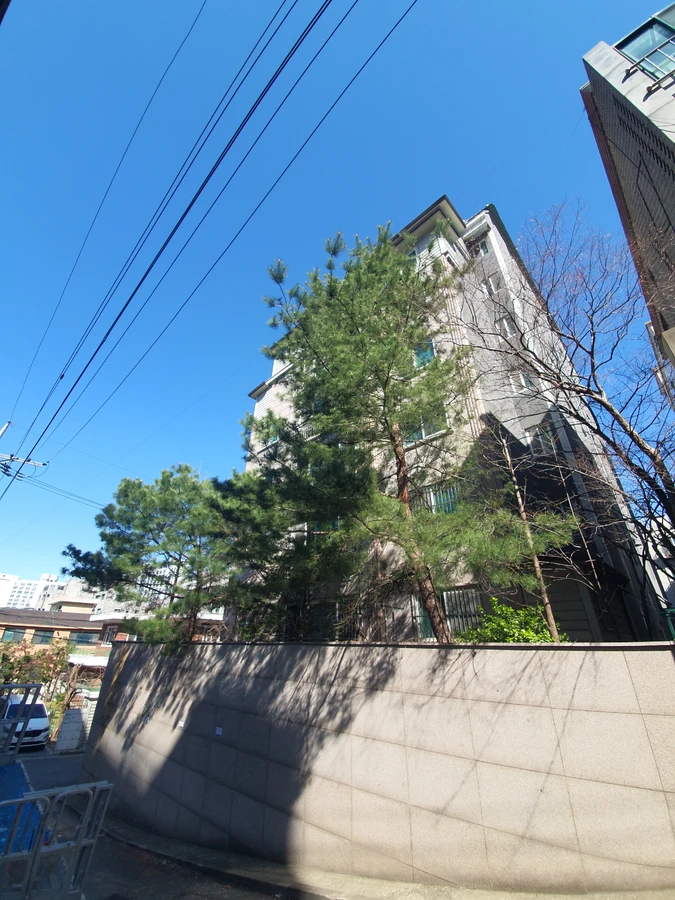 도로변나무정리 시공 — 대형 정리