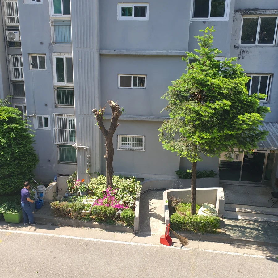 가로수 전정·가지치기 — 보배종합건설 도로나무제거