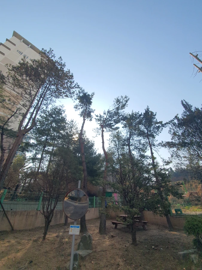 도로변 벌목 — 보배종합건설 도로나무제거